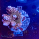 Acropora spec. - WYSIWYG 261