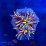 Euphyllia glabrescens - K&sup2; New York Knicks - L  -...