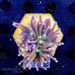 Euphyllia glabrescens - K&sup2; New York Knicks - L  -...