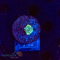 Duncanopsammia axifuga  - Green XS - DNZ - WYSIWYG 263