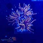 Euphyllia glabrescens - Golden Torch  - WYSIWYG 264