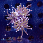 Euphyllia glabrescens - Golden Torch  - WYSIWYG 264