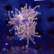 Euphyllia glabrescens - Golden Torch  - WYSIWYG 264