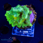 Pectinia spec. - Spce Invader - DNZ - WYSIWYG 266