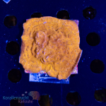 Leptastrea spec. - Orange - WYSIWYG 267