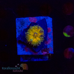 Ricordea yuma - Yellow  - WYSIWYG 269