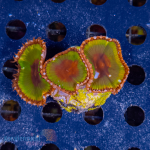 Palythoa grandis -  K&sup2; Gigantea Toxic - Carribean -...