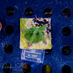 Acropora spec. - K&sup2; Sour Patch - WYSIWYG 271