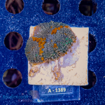 Rhodactis spec. - K&sup2; Sunkist Bounce Large - cultured...