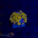 Zoanthus spec. - K&sup2; Green Bay Packers - WYSIWYG 273
