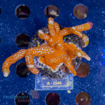 Montipora spec. - K&sup2; Bubble Gum - cultured - WYSIWYG...