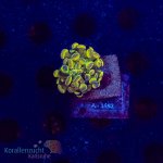 Euphyllia paraancora - K&sup2; Hologram - cultured -...