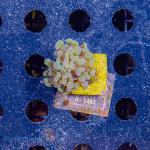 Euphyllia paraancora - K&sup2; Hologram - cultured -...