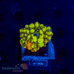 Rhodactis spec. - K&sup2; Crazy Bounce - cultured -...