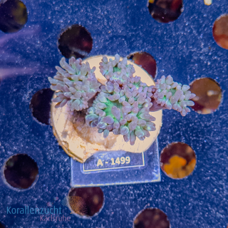 Duncanopsammia axifuga  - M - aquacultured - WYSIWYG 279