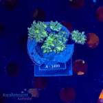 Duncanopsammia axifuga  - M - aquacultured - WYSIWYG 279