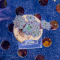 Duncanopsammia axifuga  - M - aquacultured - WYSIWYG 279