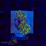 Euphyllia yaeyamaensis - K&sup2; Greenish - WYSIWYG 280
