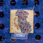Euphyllia yaeyamaensis - K&sup2; Greenish - WYSIWYG 280