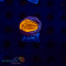 Leptastrea spec. - K&sup2; Jack o Lantern DNZ - WYSIWYG 281