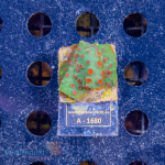 Cyphastrea spec. - K&sup2; Red and Cyan - WYSIWYG 283
