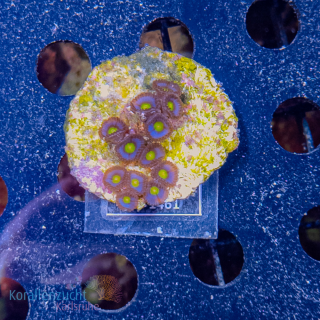 Zoanthus spec. - K&sup2; Blue und Yellow - WYSIWYG 284