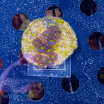 Zoanthus spec. - K&sup2; Blue und Yellow - WYSIWYG 284