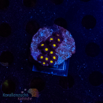 Zoanthus spec. - K&sup2; Blue und Yellow - WYSIWYG 284