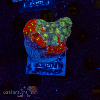 Echinophyllia spec.  - K&sup2; War Corals - WYSIWYG 285