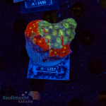 Echinophyllia spec.  - K&sup2; War Corals - WYSIWYG 285