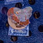 Echinophyllia spec.  - K&sup2; War Corals - WYSIWYG 285