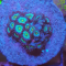 Ultra Zoanthus - Frozen Nebula - Frag 3-5 Polyps