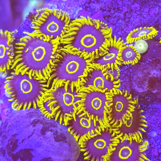 Ultra Zoanthus - Purple Hornets - Frag 5+ Polypen