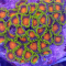 Ultra Zoanthus - K&sup2; Mandarin - Frag 3-5 Polyps